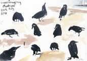 crows foraging, Montrose shore, 15x21cm