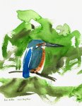 kingfisher study