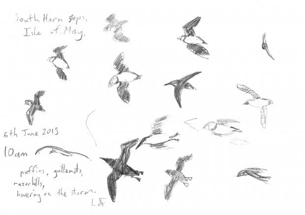 Isle of May flight sketches (1), 14x21cm