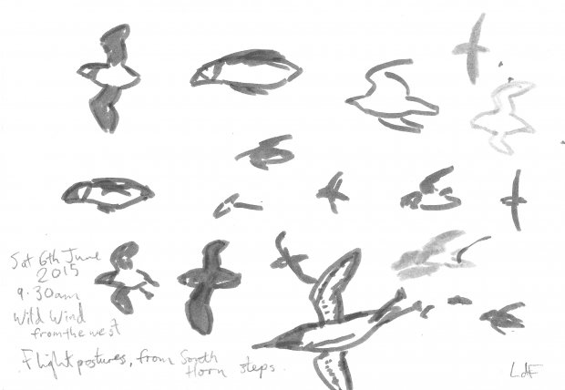 Isle of May flight sketches (3), 14x21cm