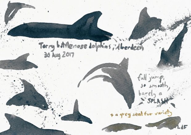 Torry dolphins 2, 15x21cm