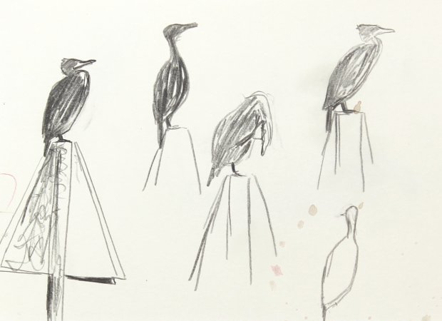 cormorant, Montrose