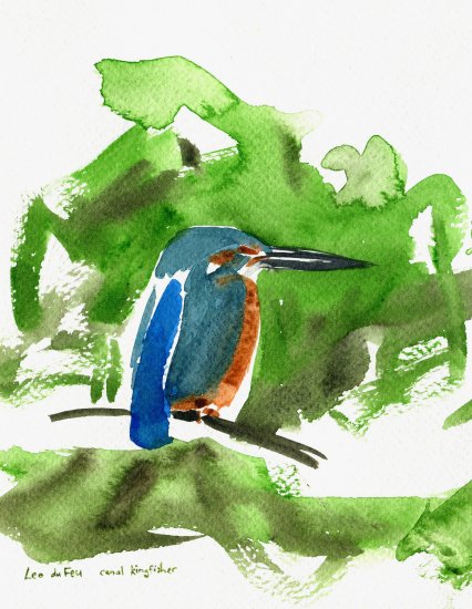 kingfisher study